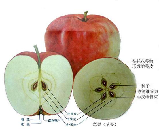 什么是果实_html_d049c28e6932204f.jpg